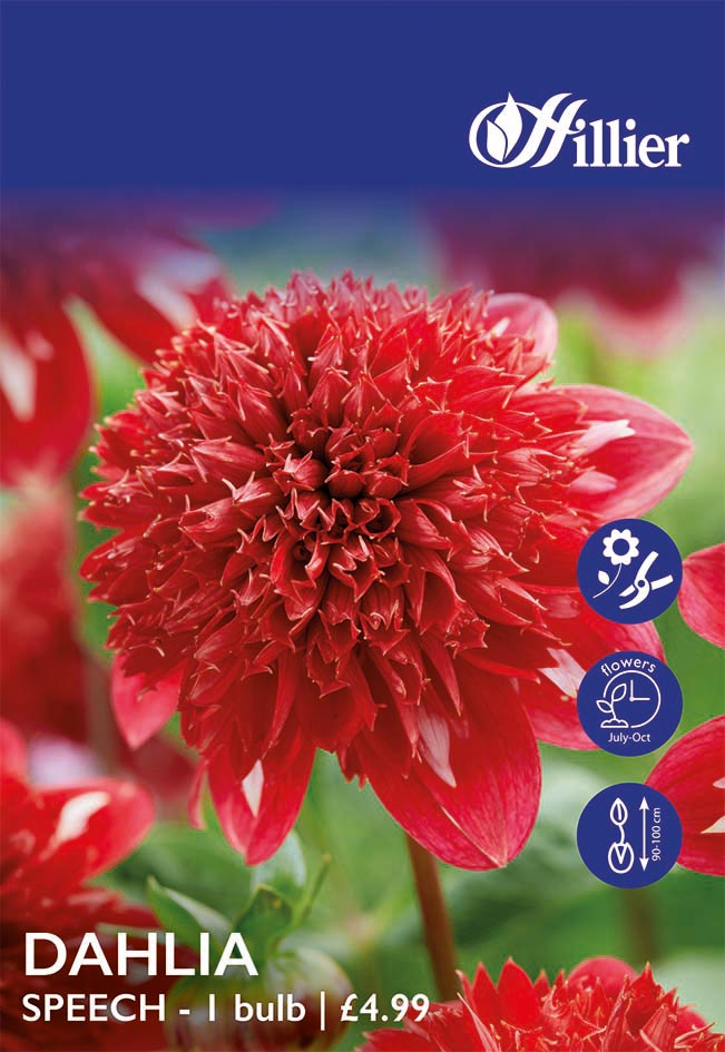 8718641998854 1 HS924 Dahlia Speech.jpg